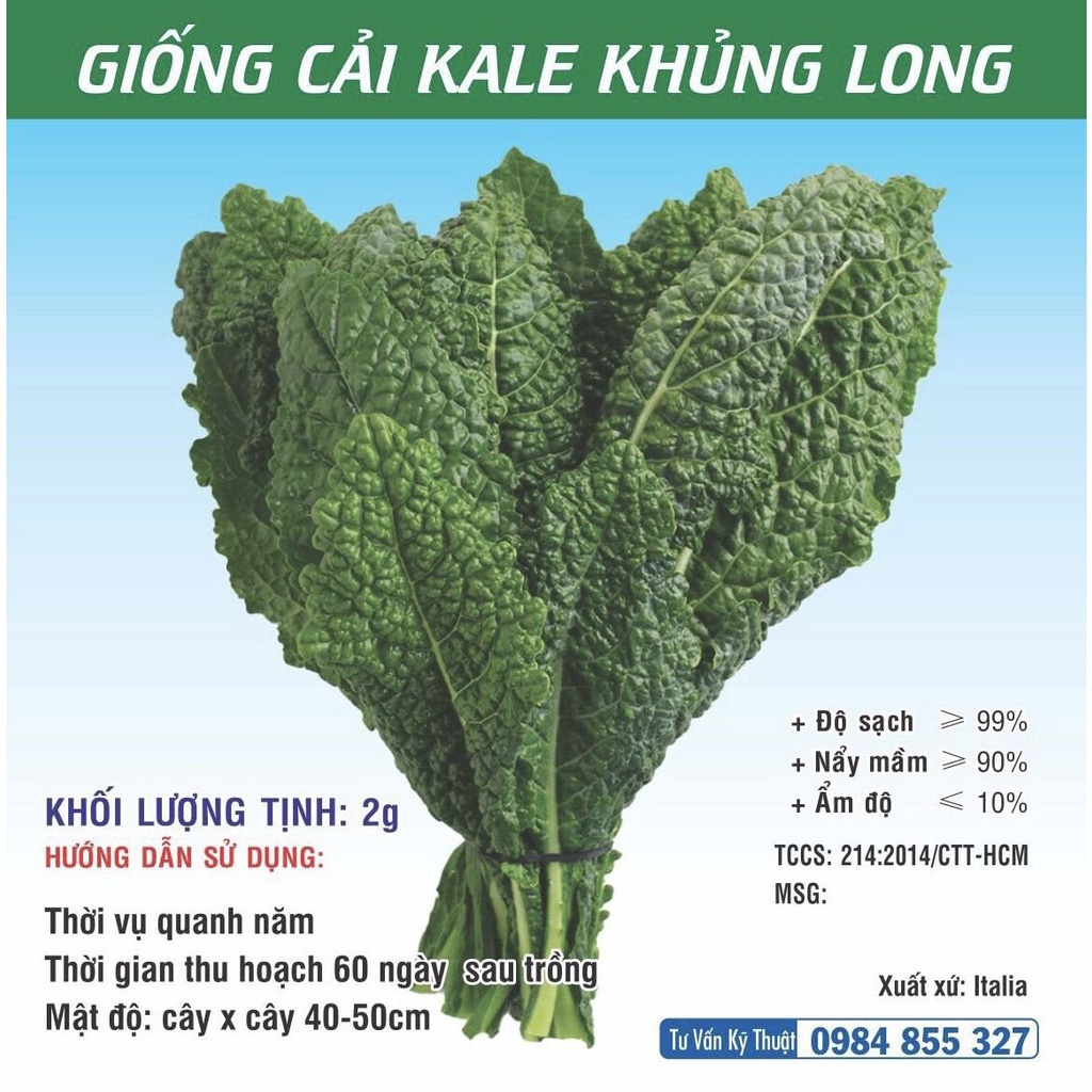 Giống cải Kale Xanh - Kale tím - Kale Khủng Long