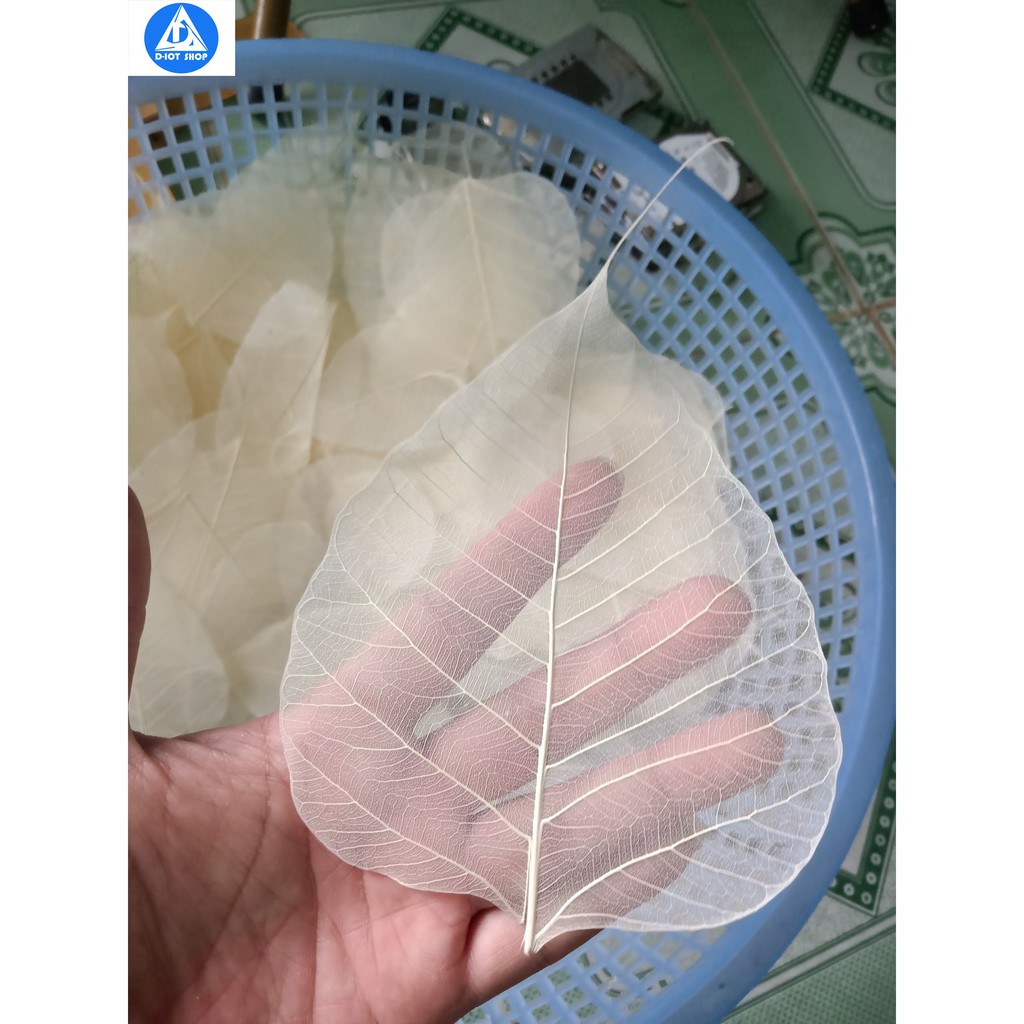 Set 20 lá bồ đề tự nhiên đã tẩy trắng tinh