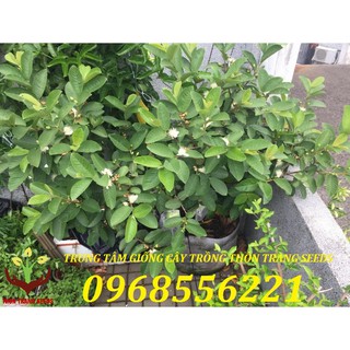 Ổi đài loan chậu to