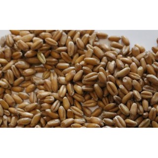 1KG LÚA MỲ ĐÃ TÁCH VỎ