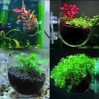 CỐC THUỶ TINH TRỒNG CÂY THUỶ SINH - CÓ NÚT HÍT KÍNH