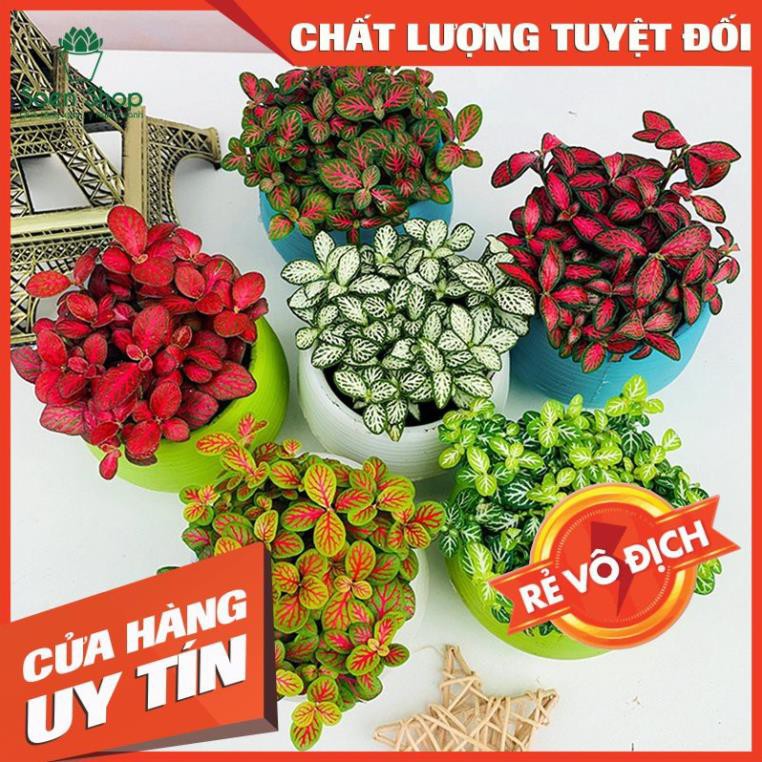 (HOT) Cây cẩm nhung Fittonia, lá may mắn - D08 x R08 x C12 cm - Nhiều mầu sắc - Cây mini để bàn - S12