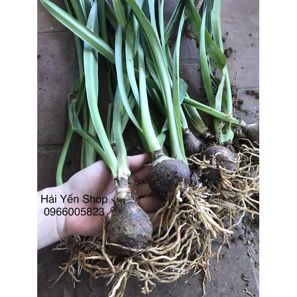 Củ Giống Hoa Lan Huệ Tây_1 củ