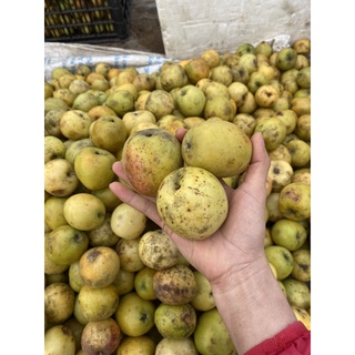 Táo mèo khô