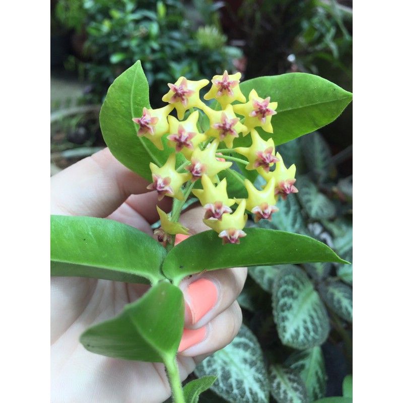 Cẩm cù ổi hoa thơm cây đang nụ