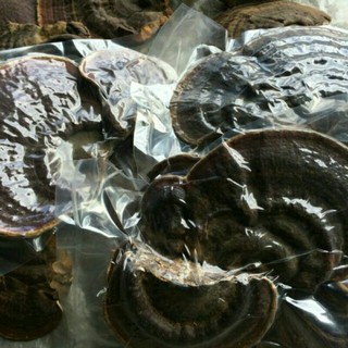 500g nấm linh chi rừng