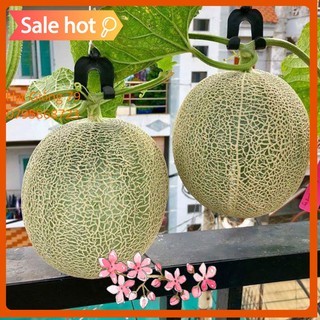 HẠT GIỐNG DƯA LƯỚI PHÚ NÔNG