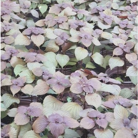 Rau chậu Tía tô TACY'S GARDEN 100% rau sạch nhà vườn trồng