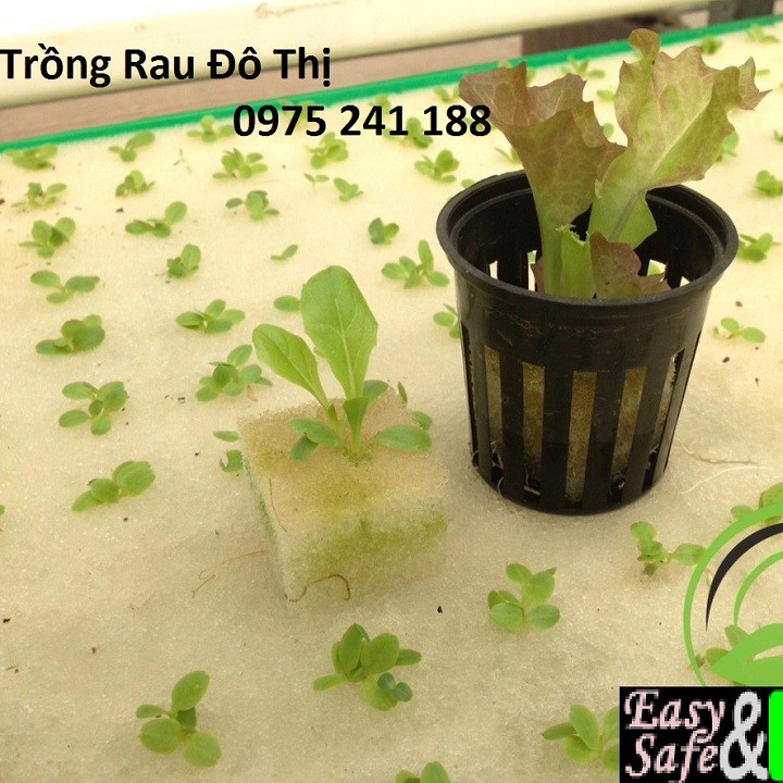 288 viên mút xốp ươm hạt kích thước 25 x 25 x 25mm hàng nhật chất lượng cao