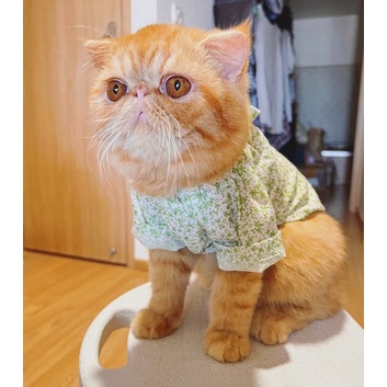 Áo tay bèo hoa nhí dành cho thú cưng