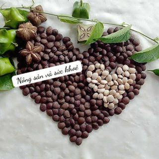 Hạt Sachi Đắc Lắc