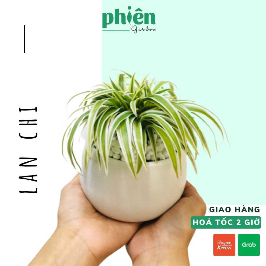 Cây Lan Chi - Cây Dây nhện để bàn kèm chậu gốm tráng men