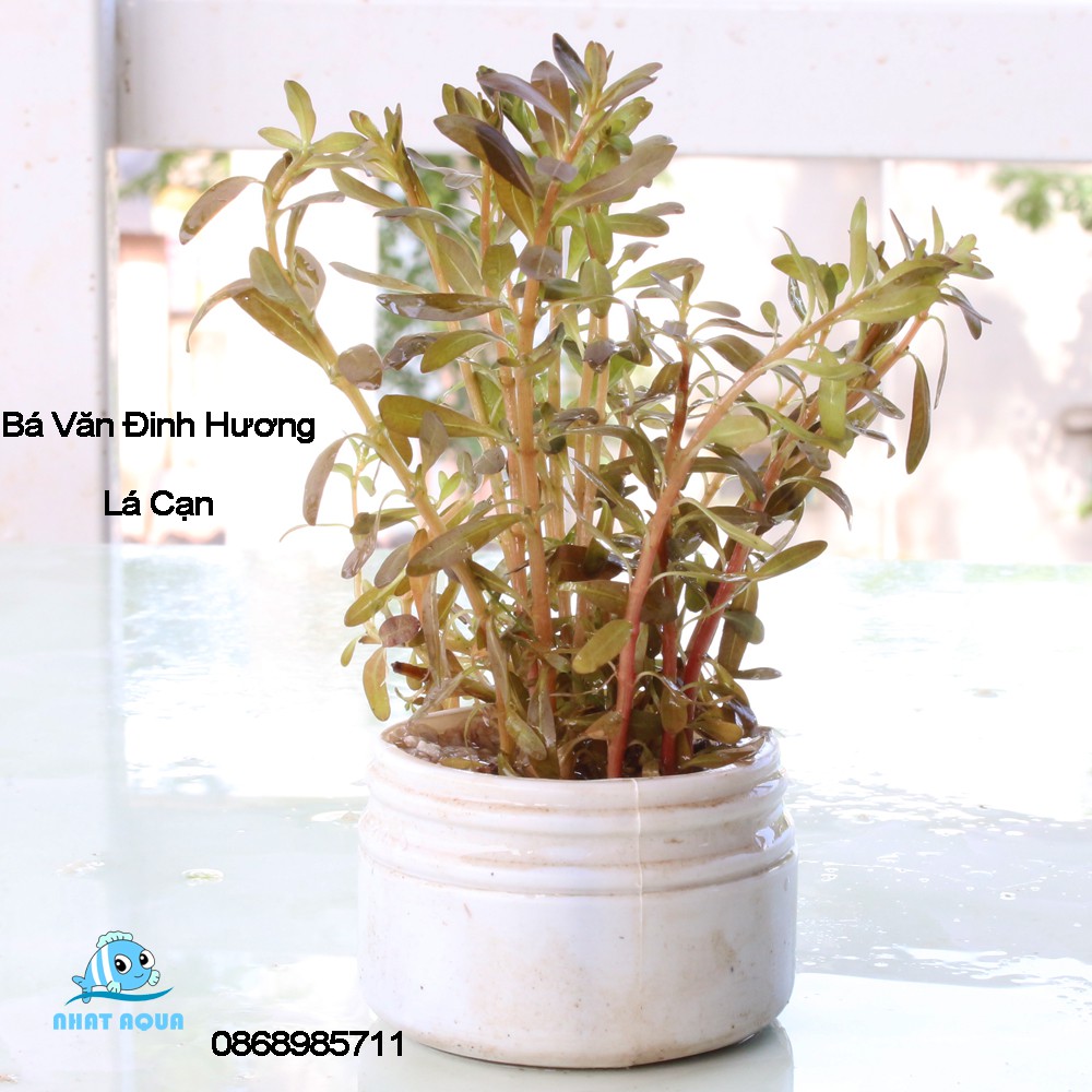 Cây thủy sinh Bá Văn Đinh Hương