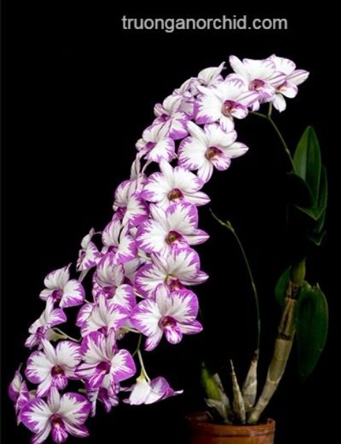 Chóp enobi cây trưởng thành