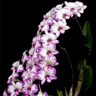 Chóp enobi cây trưởng thành