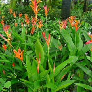 cây hoa chuối màu