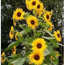 (Gói 20 hạt) Hạt giống hướng dương tháp -Thu được hạt F2-Công ty Rạng Đông_ nhiều hoa dễ trồng tỷ lệ nảy mầm cao