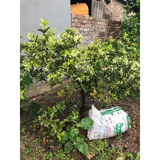 Cây cherry brazil chịu nhiệt (Ảnh cây tại vườn nhà mình)