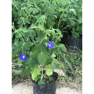 cây leo đậu biếc xanh mát đã có  hoa chỉ từ 20k