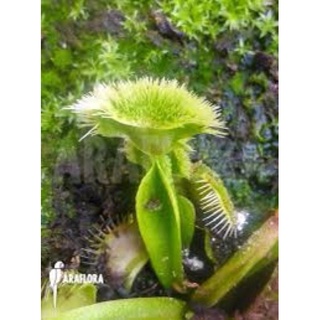 Cây bẫy kẹp Supernova , dionaea Supernova