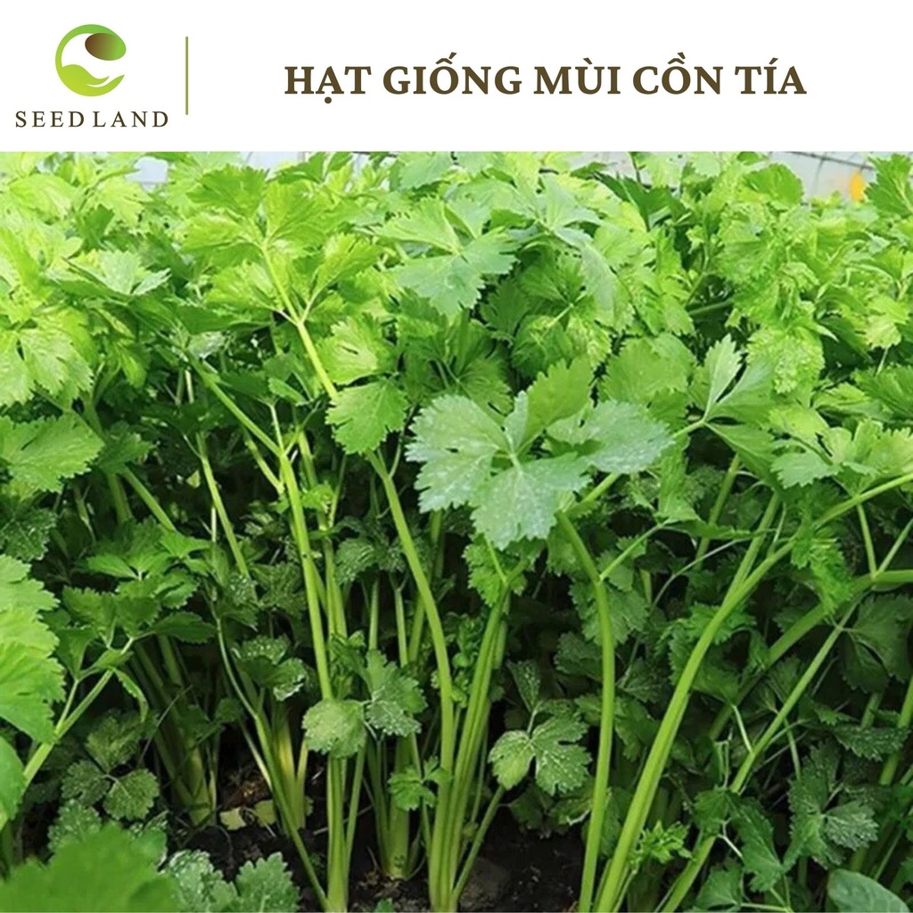 Hạt giống mùi cồn tía - 20gr, rau mùi ngò rí Seed Land