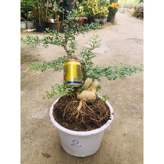 cần thăng bonsai
