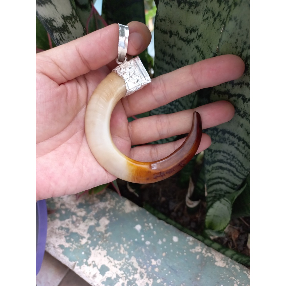 Nanh heo nhân tạo cong chữ C chụp bạc