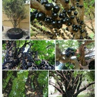 Cây nho thân gỗ tứ quý lá bé