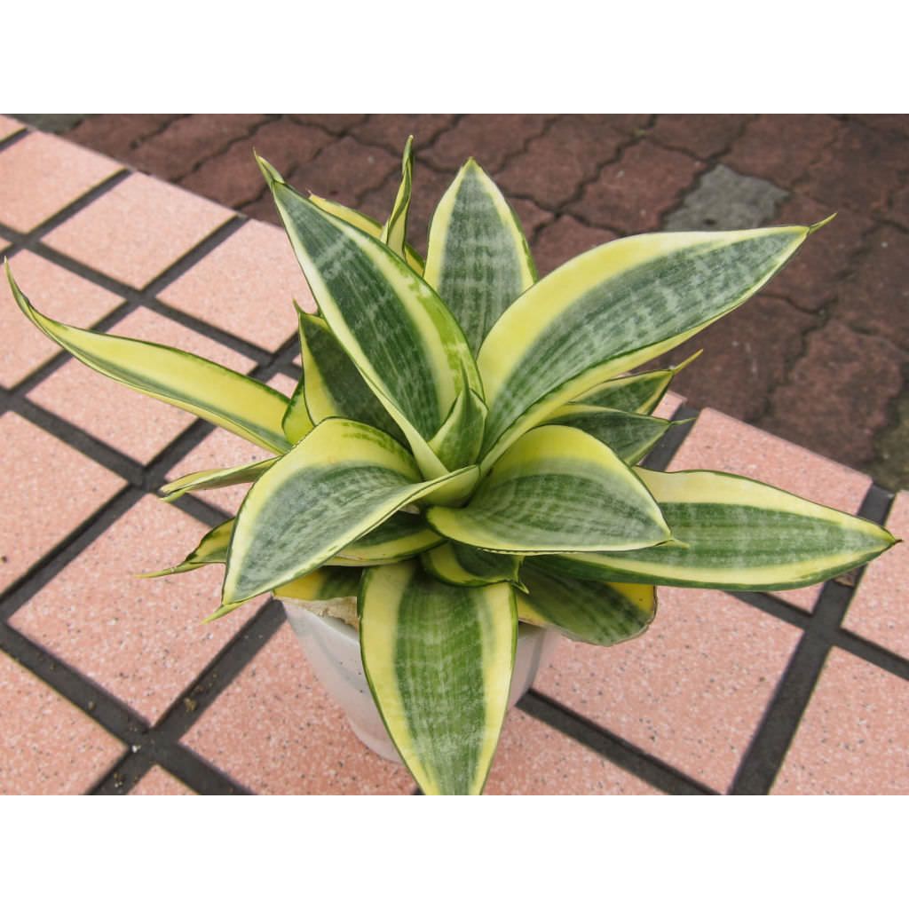 Lưỡi Hổ Thái | Snake Plant
