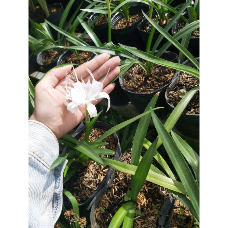 Cây Hoa Ngải Bà Chúa Xiêm