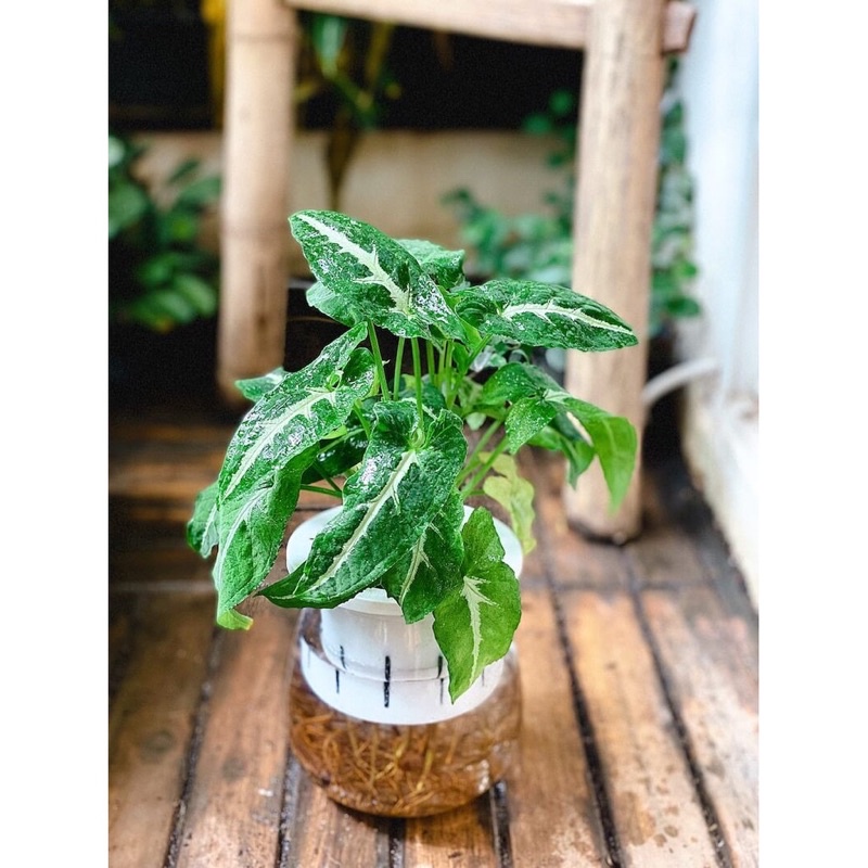 Chậu cây Syngonium wendlandii (Trầu Bà Nhung Sọc Trắng), trồng thuỷ sinh được.
