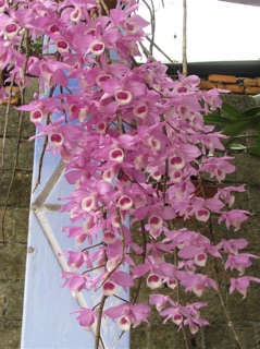 Hoa lan dã hạc pháp