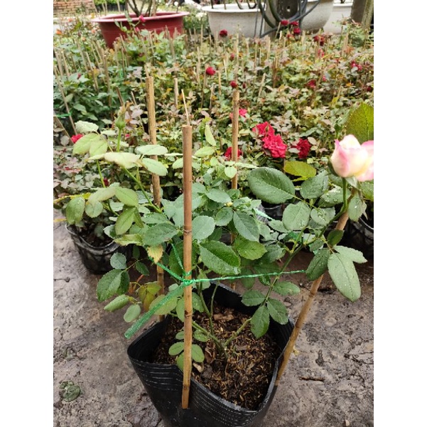 Hồng ngoại Double light