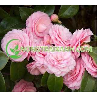 5H - HẠT GIỐNG HOA TRÀ MY NHẬT