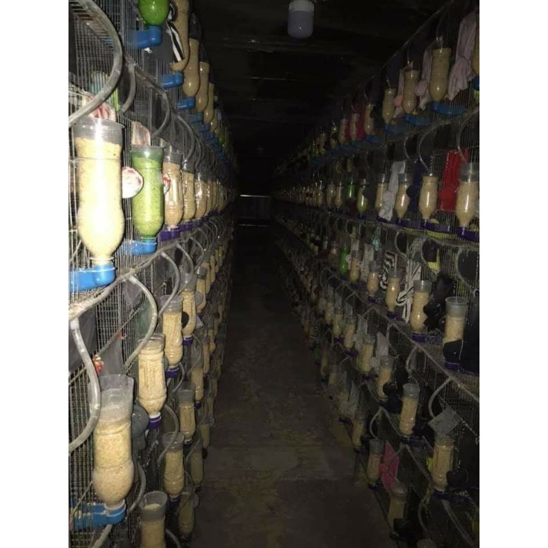 SALE   máng ăn đựng kê cho chim vẹt