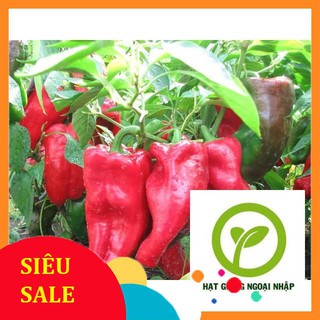 Gói 30 hạt giống ớt ngọt trái dài nhiều màu HAT F1