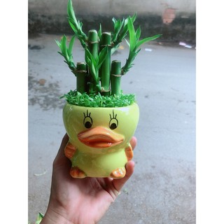 Chậu trúc phát tài vịt vàng