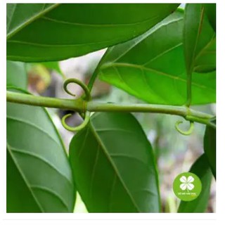 Cây câu đằng (gói 1kg) - EOE174