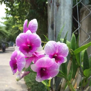 Yaya mini mặt cười