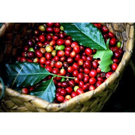 CÀ PHÊ HẠT ARABICA VIỆT NAM TỰ RANG XAY MỘC LOẠI NGON