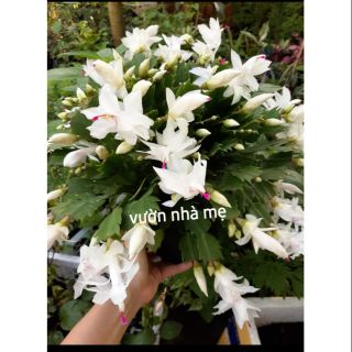 Lan tiểu huỳnh trắng ( lan càng cua)