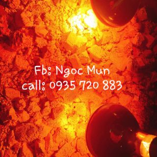 Tinh bột nghệ đỏ nguyên chất 100%