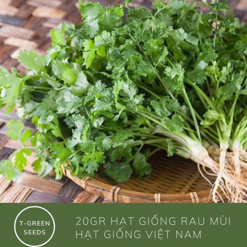 20 gr hat giống rau mùi siêu thơm