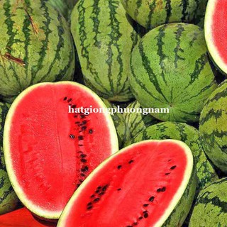 HẠT GIỐNG DƯA HẤU SỌC THÀNH LONG