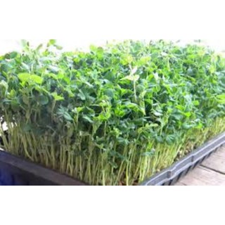 Hạt giống mầm rau cải ngọt gói 25gr