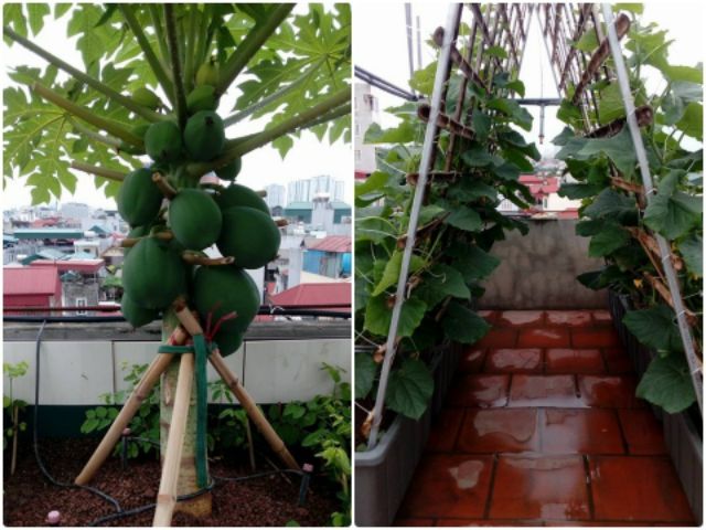 Cây giống Đủ Đủ... thái ruột vàng siêu trái