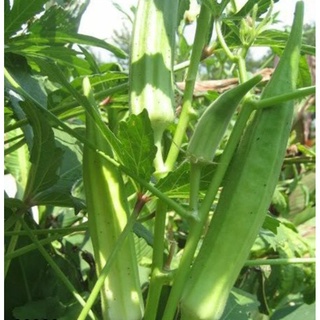 hạt giống đậu bắp xanh