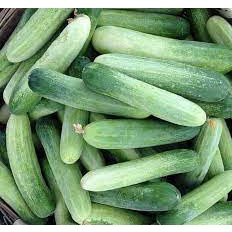 Hạt giống Dưa Leo F1 Siêu Trái CHIA TAI_ ANGELINA 013 _ KL.10G