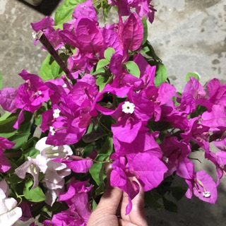 Giấy hai màu