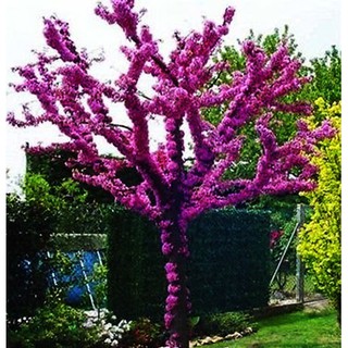 Cây Hoa Hạnh Phúc- cây gửi đi nguyên bầu